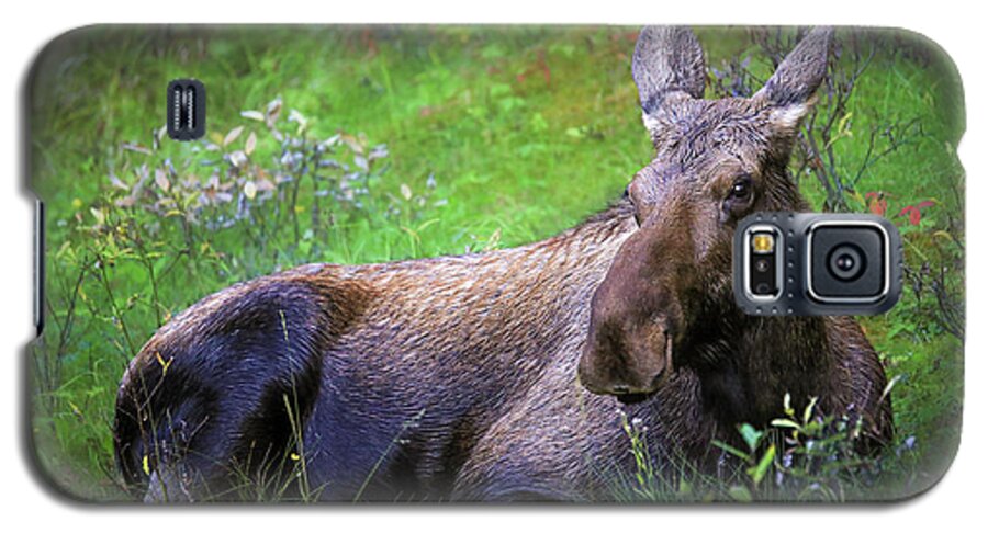 Wild Moose Canadian Rockies - Phone Case