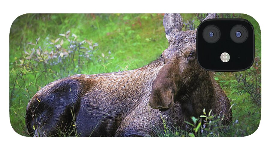 Wild Moose Canadian Rockies - Phone Case