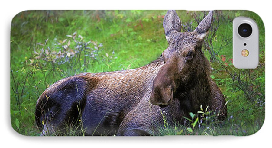 Wild Moose Canadian Rockies - Phone Case