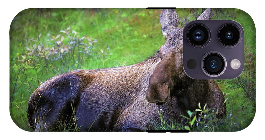 Wild Moose Canadian Rockies - Phone Case