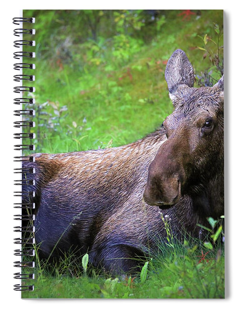 Wild Moose Canadian Rockies - Spiral Notebook