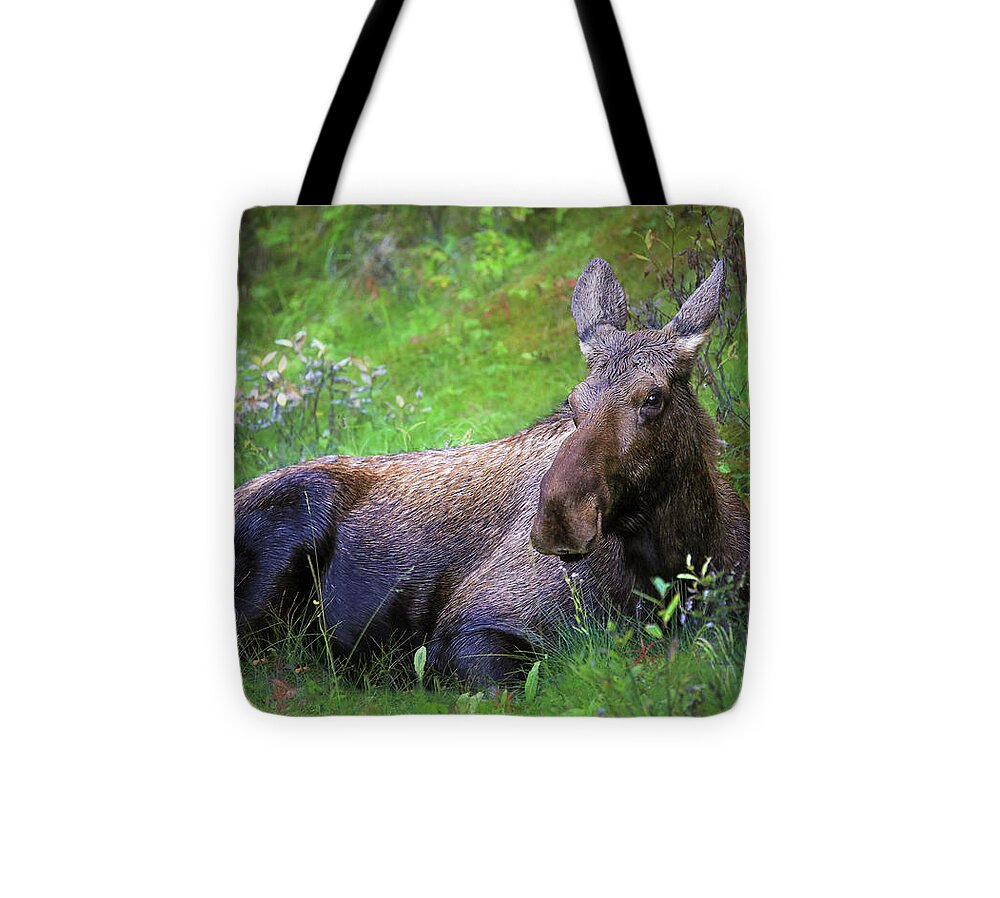 Wild Moose Canadian Rockies - Tote Bag