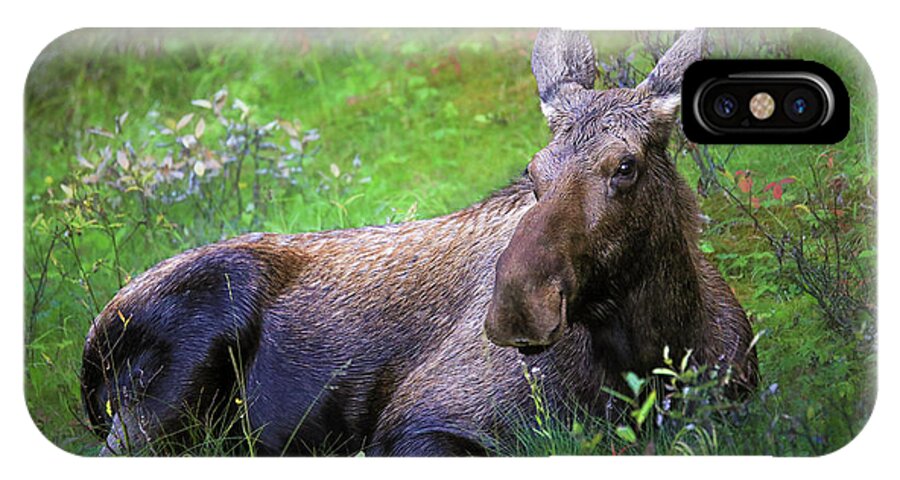 Wild Moose Canadian Rockies - Phone Case