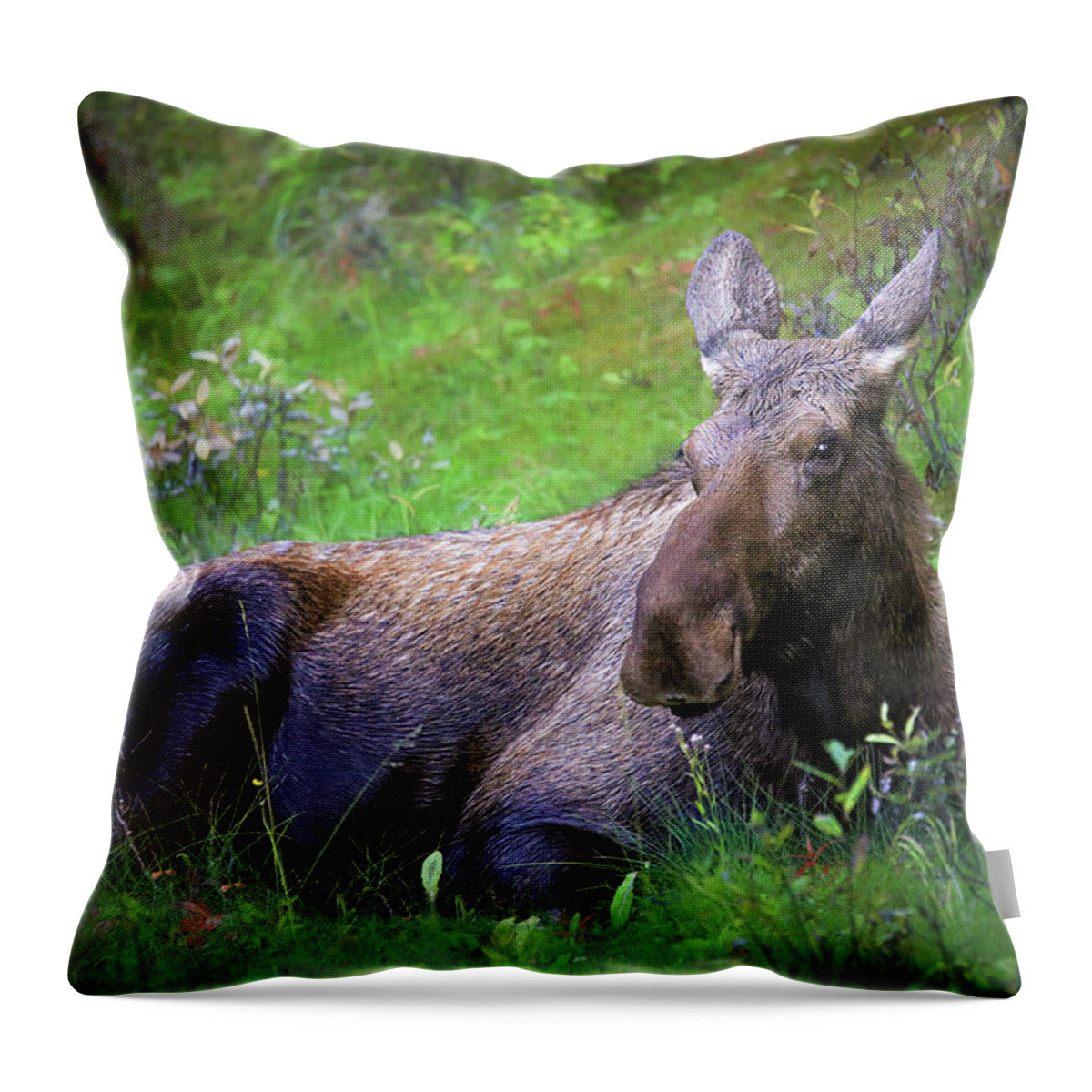 Wild Moose Canadian Rockies - Throw Pillow