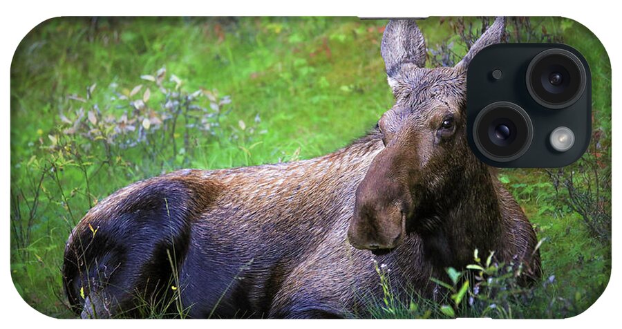 Wild Moose Canadian Rockies - Phone Case