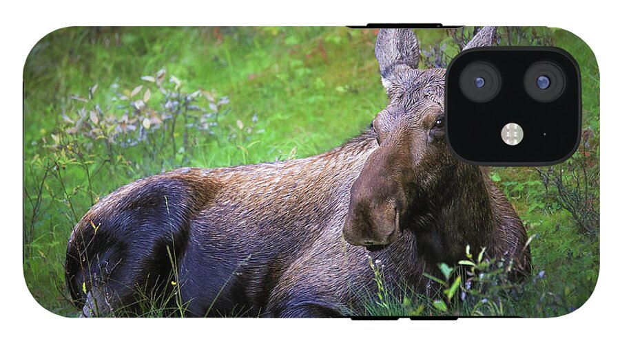 Wild Moose Canadian Rockies - Phone Case