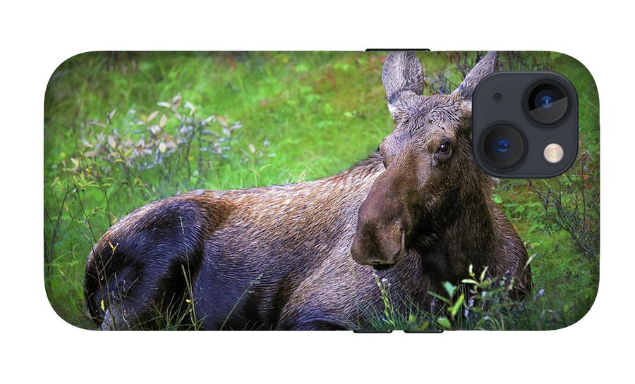 Wild Moose Canadian Rockies - Phone Case