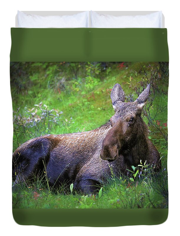 Wild Moose Canadian Rockies - Duvet Cover