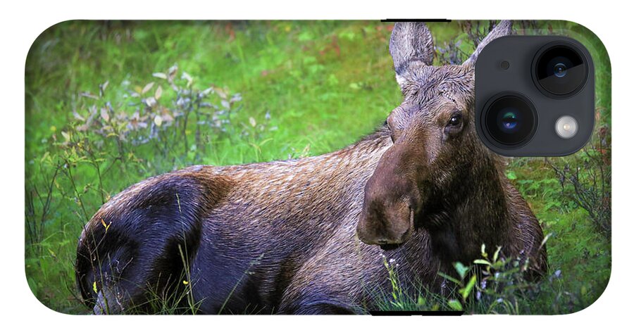 Wild Moose Canadian Rockies - Phone Case