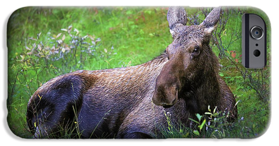 Wild Moose Canadian Rockies - Phone Case