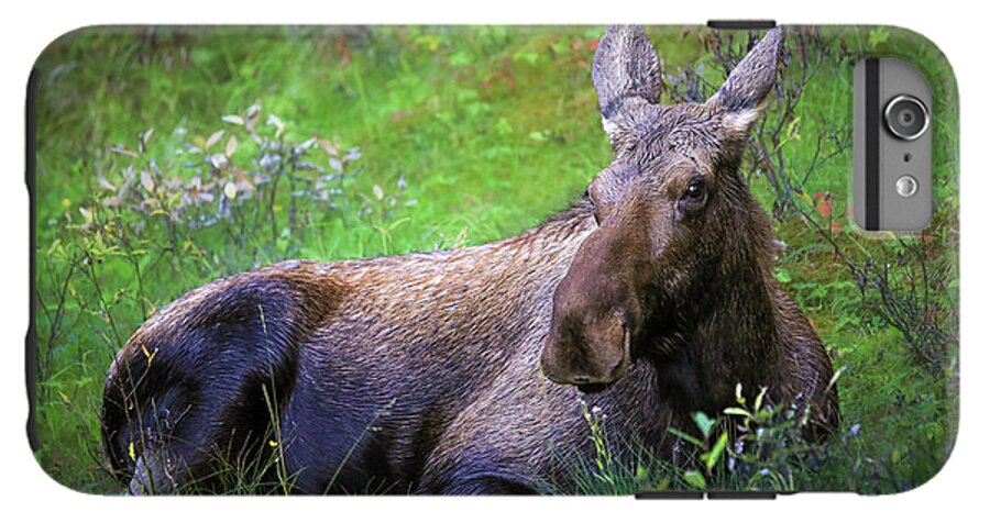 Wild Moose Canadian Rockies - Phone Case