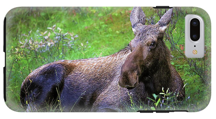 Wild Moose Canadian Rockies - Phone Case