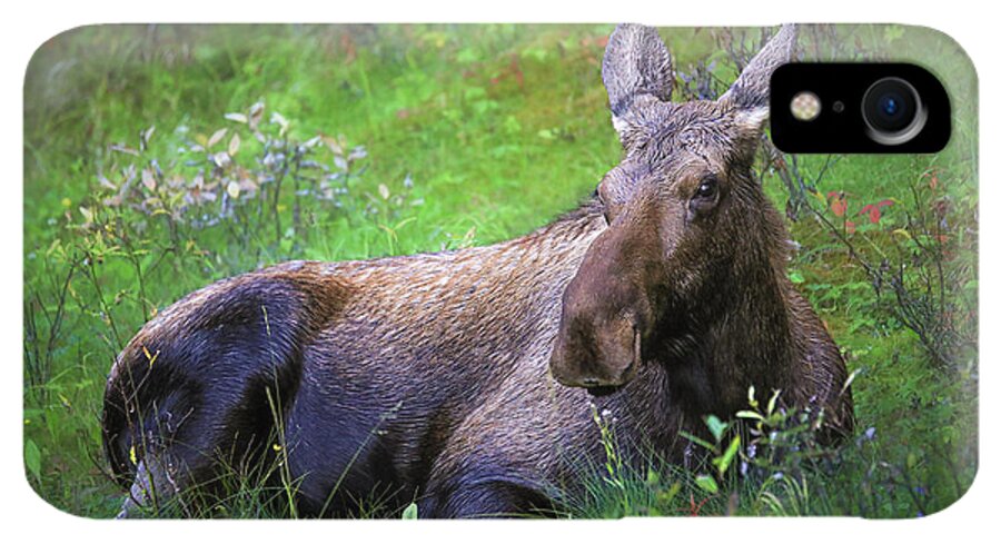 Wild Moose Canadian Rockies - Phone Case