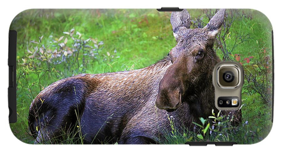 Wild Moose Canadian Rockies - Phone Case