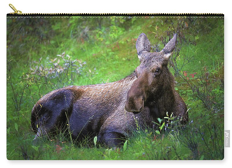 Wild Moose Canadian Rockies - Zip Pouch