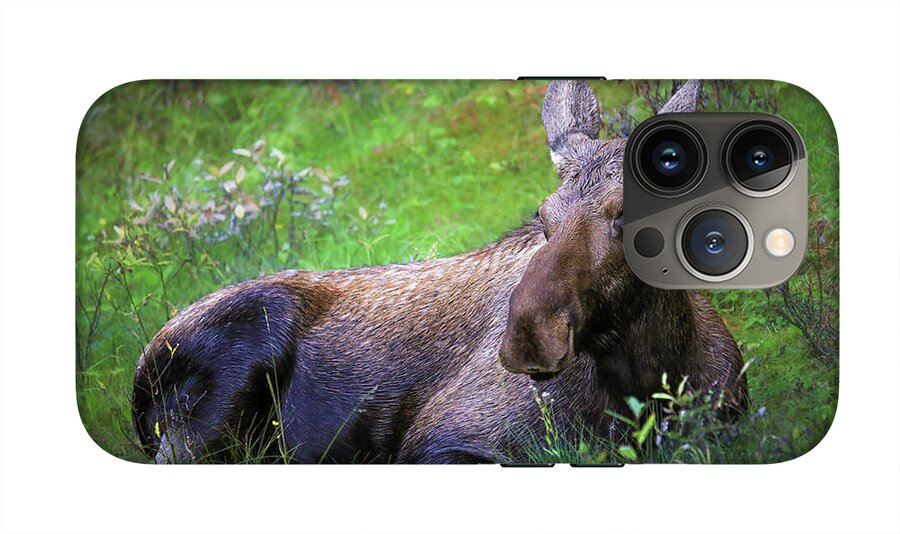 Wild Moose Canadian Rockies - Phone Case