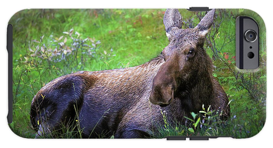 Wild Moose Canadian Rockies - Phone Case