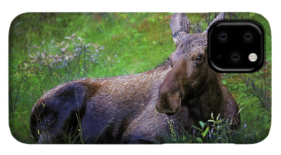 Wild Moose Canadian Rockies - Phone Case