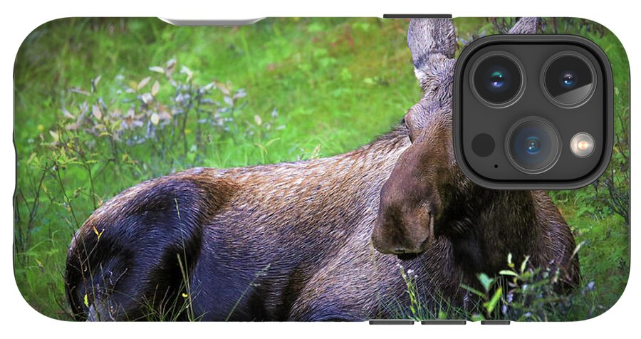 Wild Moose Canadian Rockies - Phone Case