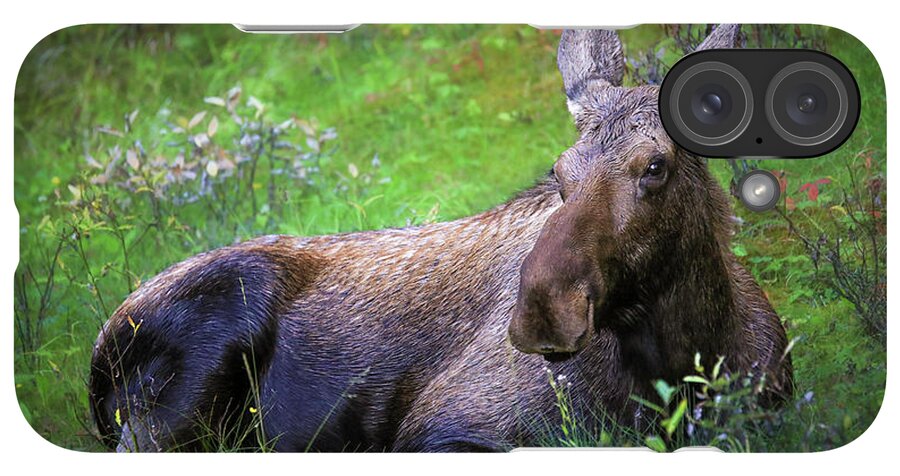 Wild Moose Canadian Rockies - Phone Case