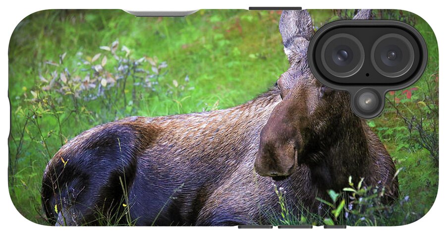 Wild Moose Canadian Rockies - Phone Case