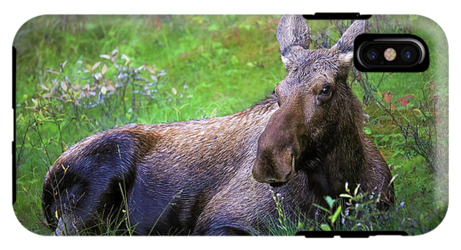 Wild Moose Canadian Rockies - Phone Case