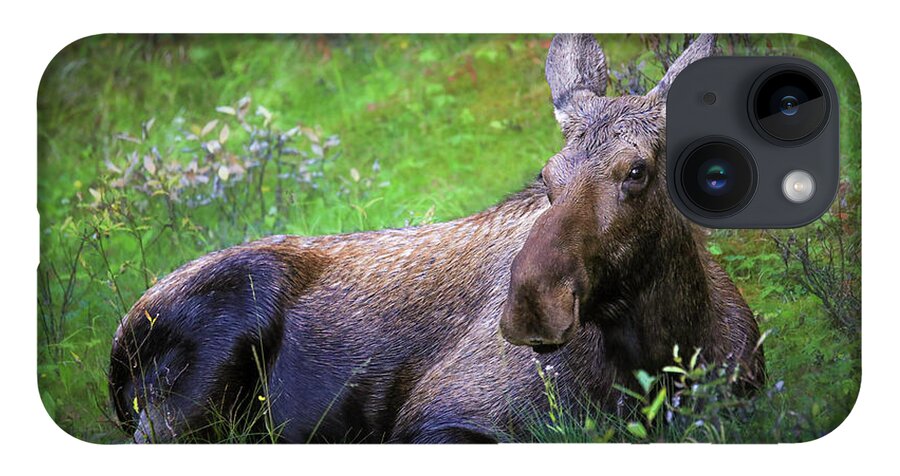 Wild Moose Canadian Rockies - Phone Case