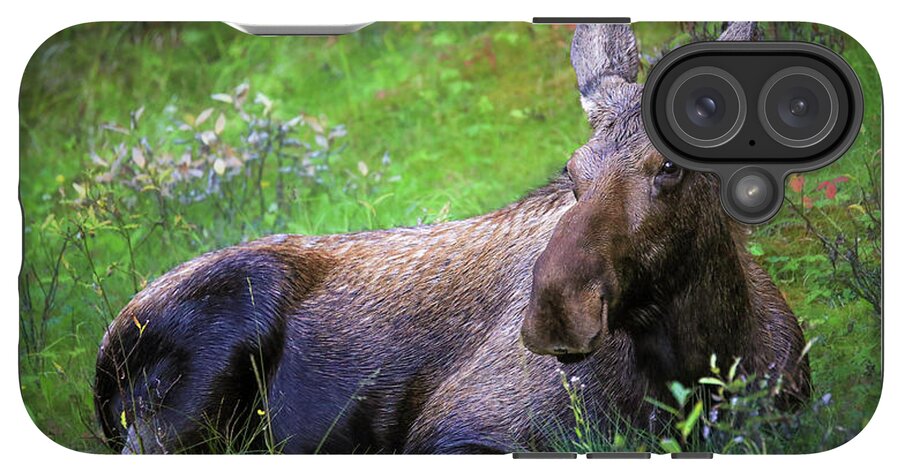 Wild Moose Canadian Rockies - Phone Case