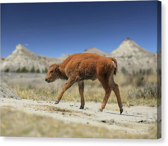 Badlands Baby Bison Walking - Canvas Print