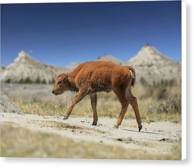 Badlands Baby Bison Walking - Canvas Print