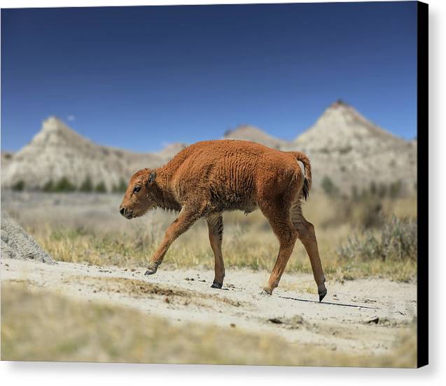 Badlands Baby Bison Walking - Canvas Print