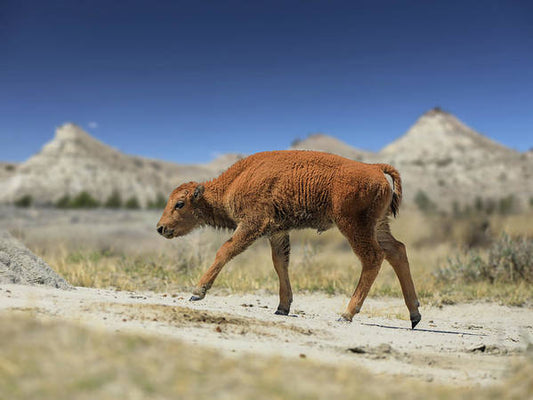 Badlands Baby Bison Walking - Art Print