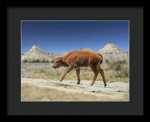 Badlands Baby Bison Walking - Framed Print