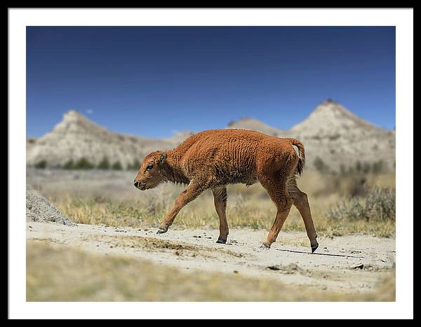 Badlands Baby Bison Walking - Framed Print