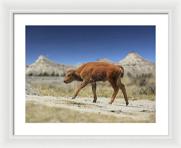 Badlands Baby Bison Walking - Framed Print