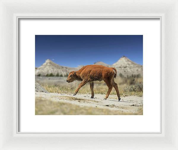 Badlands Baby Bison Walking - Framed Print