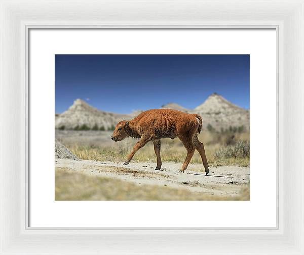 Badlands Baby Bison Walking - Framed Print