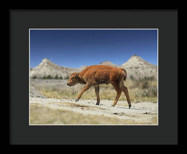 Badlands Baby Bison Walking - Framed Print