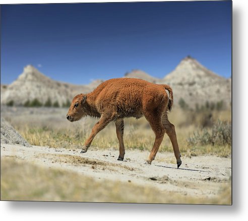 Badlands Baby Bison Walking - Metal Print