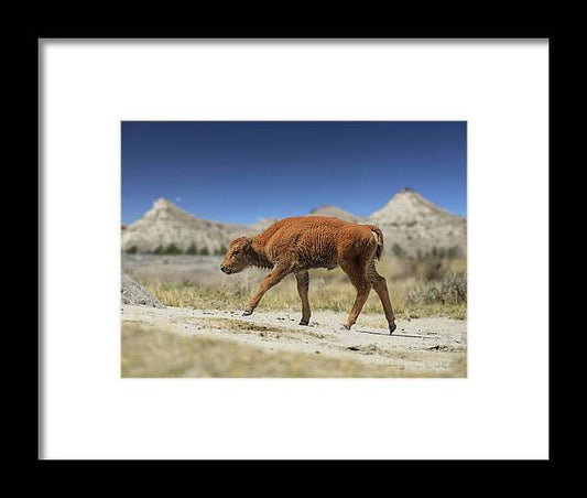 Badlands Baby Bison Walking - Framed Print