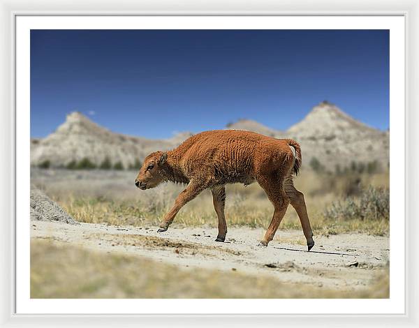 Badlands Baby Bison Walking - Framed Print