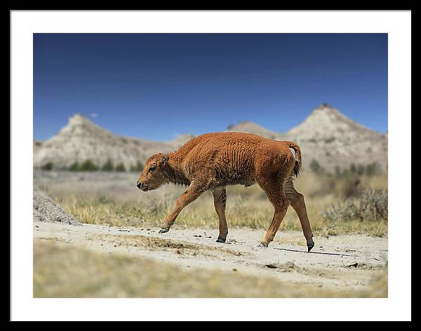 Badlands Baby Bison Walking - Framed Print