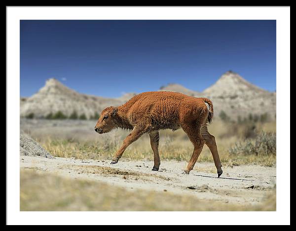 Badlands Baby Bison Walking - Framed Print