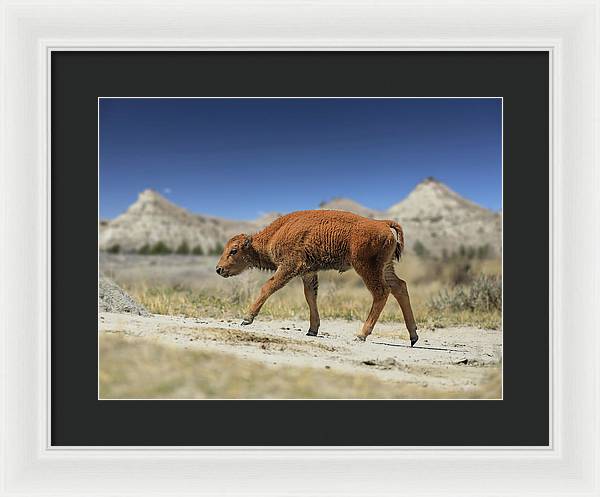 Badlands Baby Bison Walking - Framed Print