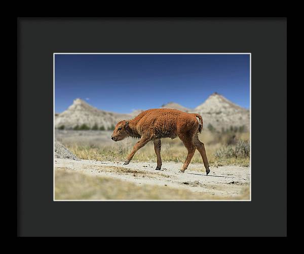 Badlands Baby Bison Walking - Framed Print