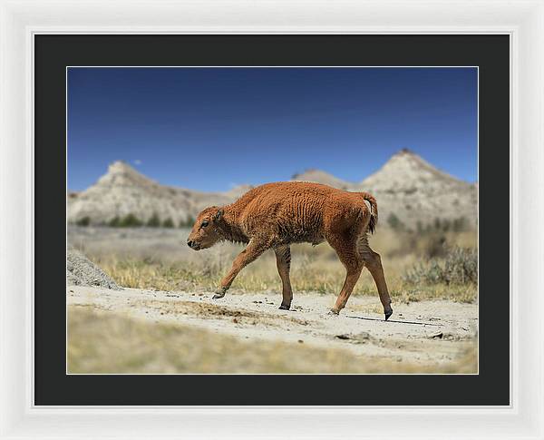 Badlands Baby Bison Walking - Framed Print