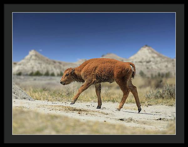 Badlands Baby Bison Walking - Framed Print