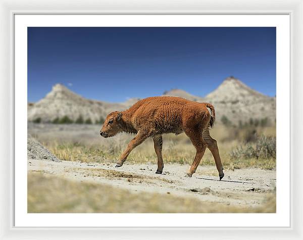 Badlands Baby Bison Walking - Framed Print