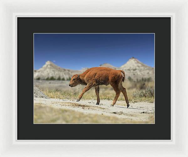 Badlands Baby Bison Walking - Framed Print