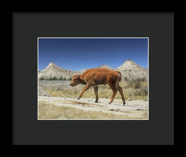 Badlands Baby Bison Walking - Framed Print